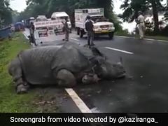 জলের তলায় কাজিরাঙা! বাস্তু হারিয়ে সড়কেই অচেতন গণ্ডার, দেখুন ভিডিও