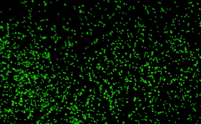 Scientists Revive 100 Million-Year-Old Microbes From Deep Under Seafloor