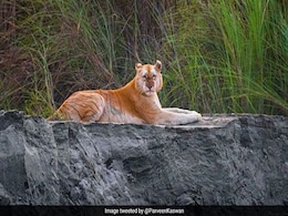 भारत के इकलौते गोल्डन टाइगर की तस्वीर सोशल मीडिया पर हुई वायरल भारत के इकलौते गोल्डन टाइगर की तस्वीर सोशल मीडिया पर हुई वायरल