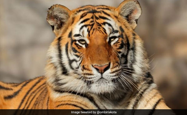 International Tiger Day 2020: All You Need To Know About India's Success