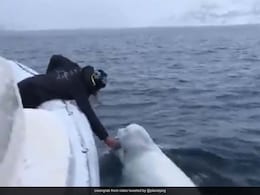 Watch: Ravichandran Ashwin Shares Video Of Beluga Whale "Playing Some Rugby" Watch: Ravichandran Ashwin Shares Video Of Beluga Whale "Playing Some Rugby"