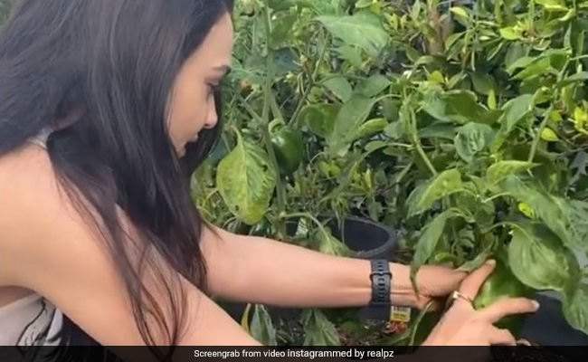 Preity Zinta ने घर में उगाईं बड़ी-बड़ी शिमला मिर्च, पौधे से तोड़ यूं हुईं खुश...देखें Video