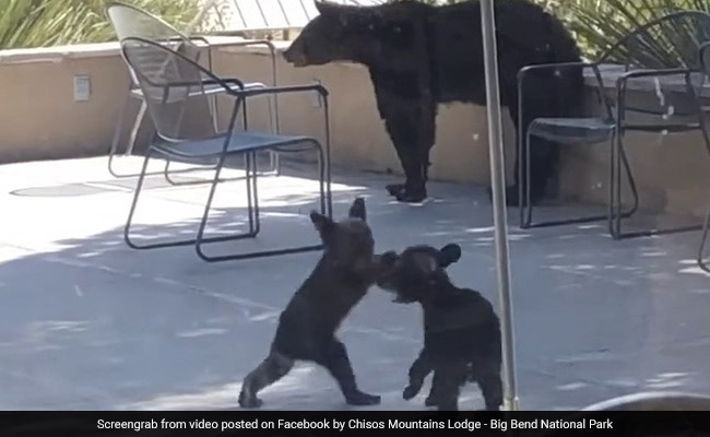 Video Of Two Little Bear Cubs Wrestling Each Other Amuses Millions. Watch