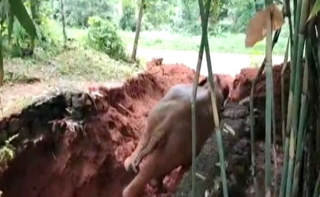 Elephant Falls Into 15 Feet Deep Well In Kerala, Trench Dug To Rescue It
