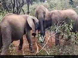 हाथी के तीन बच्चों के बीच खाने को लेकर हुई लड़ाई, सूंड से ऐसे छीना एक-दूसरे का खाना... देखें Viral Video हाथी के तीन बच्चों के बीच खाने को लेकर हुई लड़ाई, सूंड से ऐसे छीना एक-दूसरे का खाना... देखें Viral Video