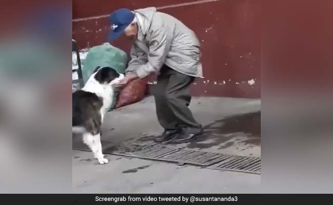 प्यासे कुत्ते को बुजुर्ग व्यक्ति ने ऐसे पिलाया पानी, लोग बोले- 'भगवान कर्म देखता है, वसीयत नहीं...' - देखें Video