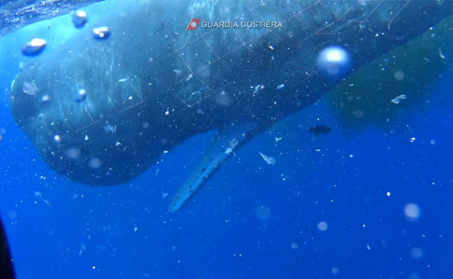 Italian Coastguard Struggles To Free Sperm Whale "Fury" Caught In Fishing Net