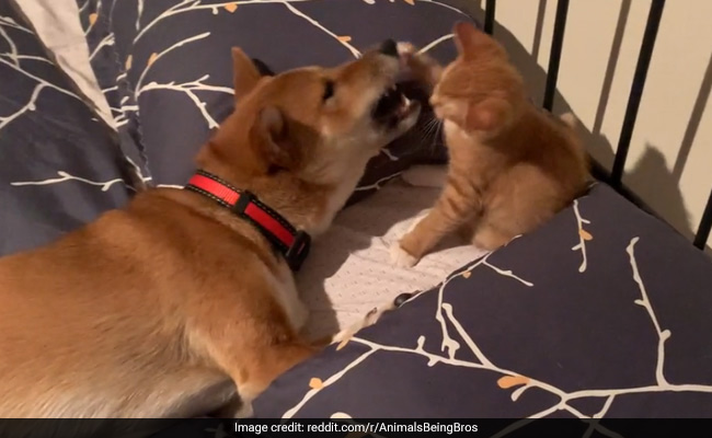 बिल्ली ने मारा मुक्का तो गुस्सा गया कुत्ता, पास आकर किया Attack तो जानवर ने किया ऐसा... देखें Viral Video