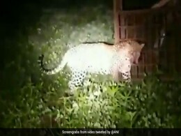 Watch: Leopard Injured In Fight Rescued By Rangers In Madhya Pradesh Watch: Leopard Injured In Fight Rescued By Rangers In Madhya Pradesh