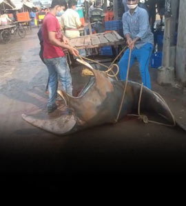 দিঘার সমুদ্রে ধরা পড়ল ৭৮০ কেজির দৈত্যাকার মাছ, ৫০,০০০ টাকায় বিক্রি