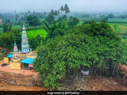 महाराष्ट्र के सांगली में 400 साल पुराने पेड़ को बचाने के लिए हाईवे प्रोजेक्ट में किया गया बदलाव महाराष्ट्र के सांगली में 400 साल पुराने पेड़ को बचाने के लिए हाईवे प्रोजेक्ट में किया गया बदलाव