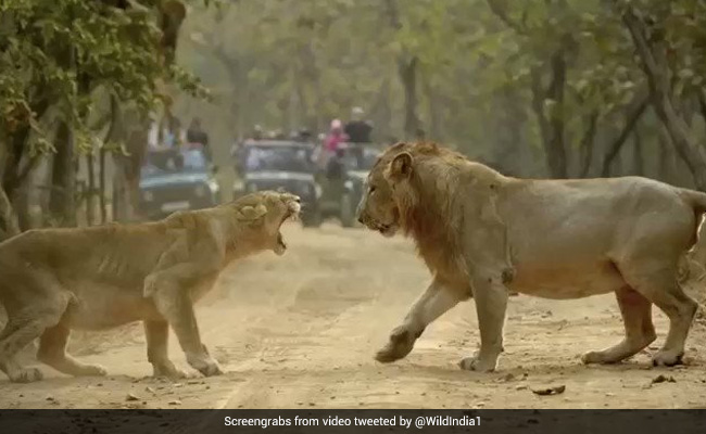 A Lion And Lioness Fight In This Incredible Video From Gir Forest