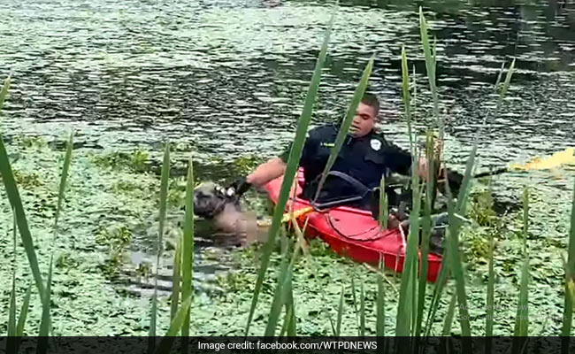 नदी में डूब रहा था कुत्ता, बचाने के लिए पुलिसवाला पहुंचा नाव में और ऐसे किया रेस्क्यू... देखें Viral Video