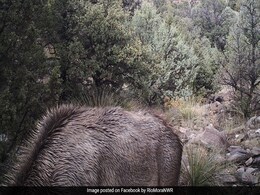 हिरण का शिकार करने के लिए घात लगाकर बैठा है शेर, क्या आप ढूंढ सकते हैं? हिरण का शिकार करने के लिए घात लगाकर बैठा है शेर, क्या आप ढूंढ सकते हैं?