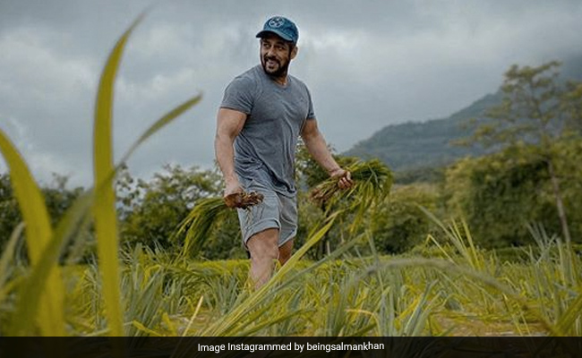 "Rice Plantation Done," Salman Khan Captions New "Farming" Post. The Internet Has Mixed Reactions