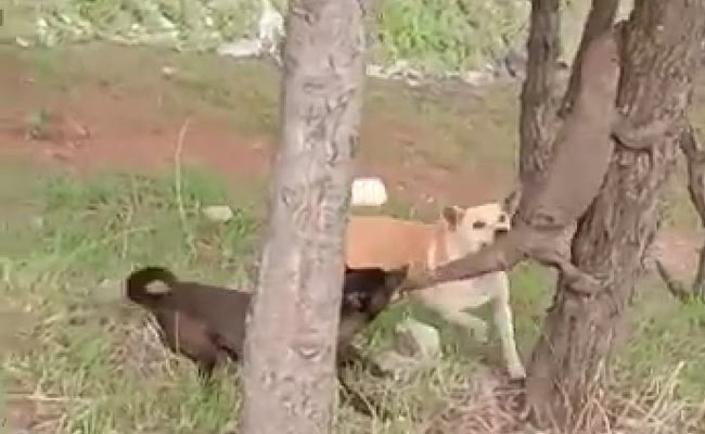 पेड़ पर चढ़ी थी जंगली छिपकली, कुत्ते ने जबड़े से पूंछ पकड़कर करना चाहा शिकार... देखें Video