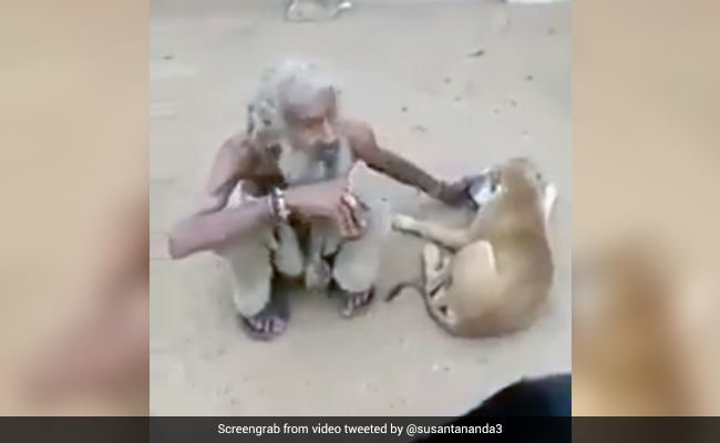 भिखारी ने आवारा कुत्तों को खिलाया अपनी थाली में खाना, लोग बोले- 'दिल से अमीर' - देखें Viral Video