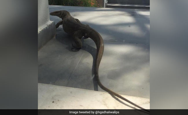 घर के गार्डन में दिखी बड़ी वाली जंगली छिपकली और शुतुरमुर्ग, ट्विटर पर लोगों ने कहा- यह है Jurassic Niwas