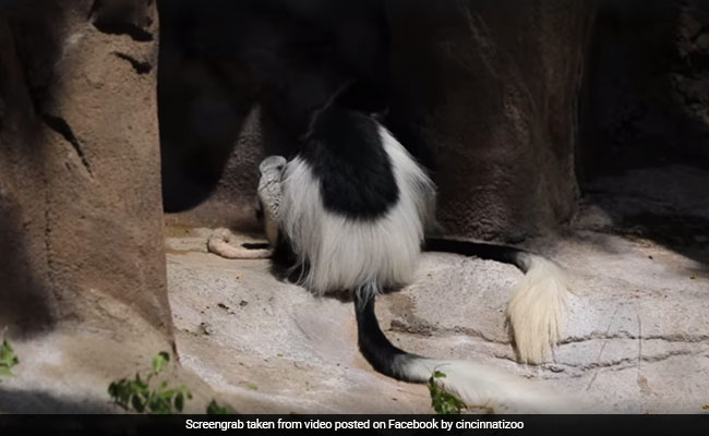 बंदर का बच्चा उछलते हुए मां के कंधे पर गया बैठ, सोशल मीडिया यूजर ने कहा- WOW ये...