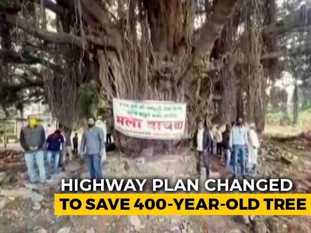 "Keeper Of Legends": Highway Plan Changed To Save 400-Year-Old Tree
