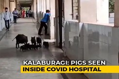 Pigs Roam Freely In Corridors Of COVID-19 Hospital In Karnataka Pigs Roam Freely In Corridors Of COVID-19 Hospital In Karnataka