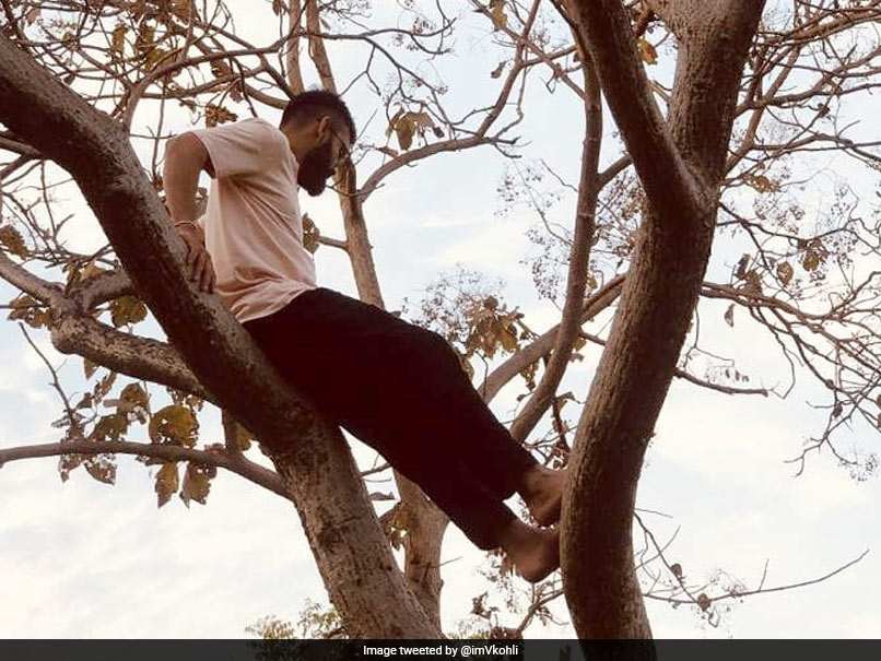 Virat Kohli Shares Throwback Picture Of When He Could "Climb Up A Tree And Chill"