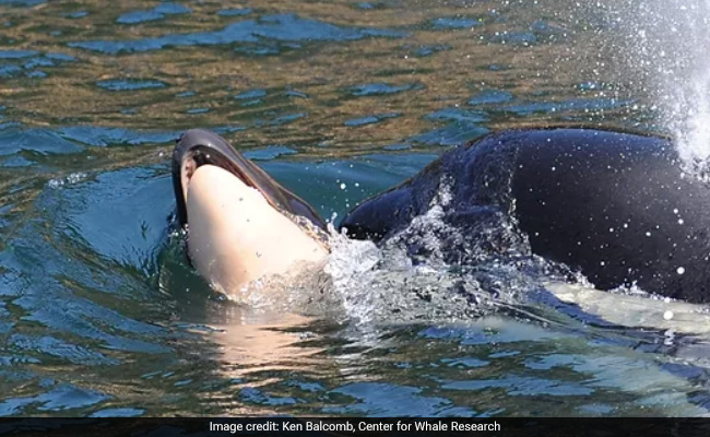 Tahlequah, 'Tour Of Grief' Killer Whale, Gives Birth
