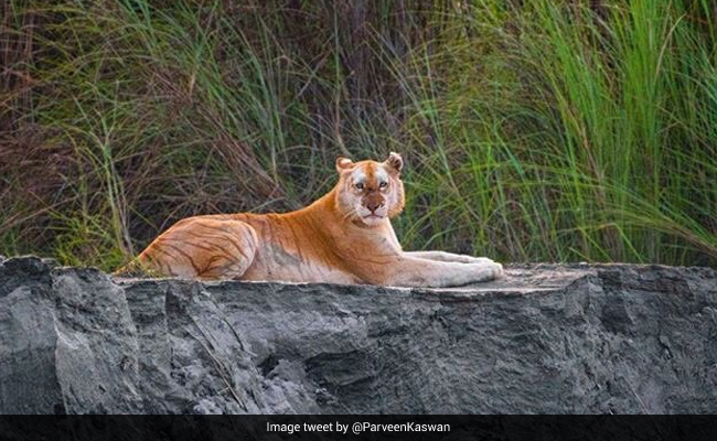 Why Assam's Famous Golden Tiger Is Not Cause For Celebration, But Concern