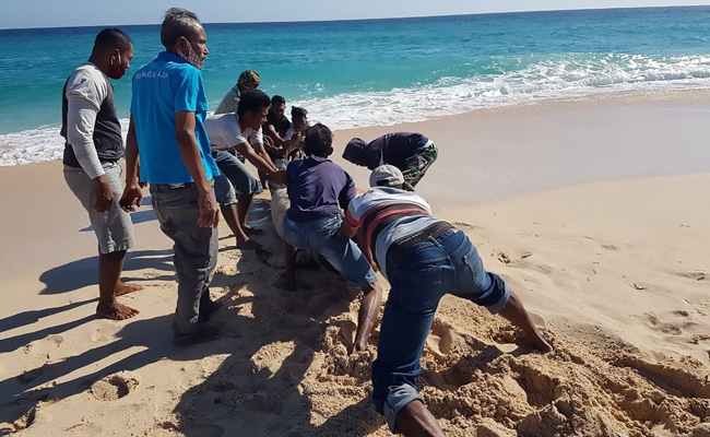 10 Dead Whales Found On Indonesian Beach, 1 Saved By Locals