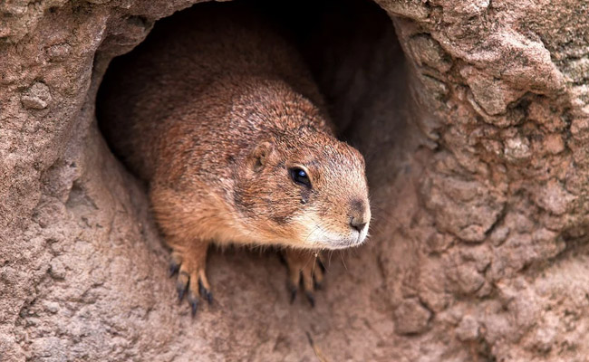 China Steps Up Precautions After Bubonic Plague Case