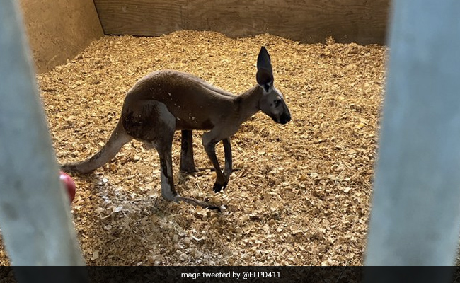 Cops Capture Kangaroo On The Loose. Sounds Like Australia? It Wasn't