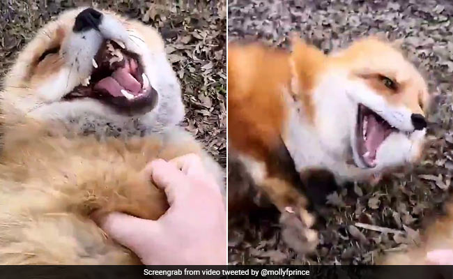 लोमड़ियों का हंसते हुए Video ने सोशल मीडिया पर मचाया धमाल, लोग देख रहे हैं बार-बार