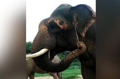 Bengaluru's Rescued Elephants Impress Park Officials With Novel Use Of Tools Bengaluru's Rescued Elephants Impress Park Officials With Novel Use Of Tools