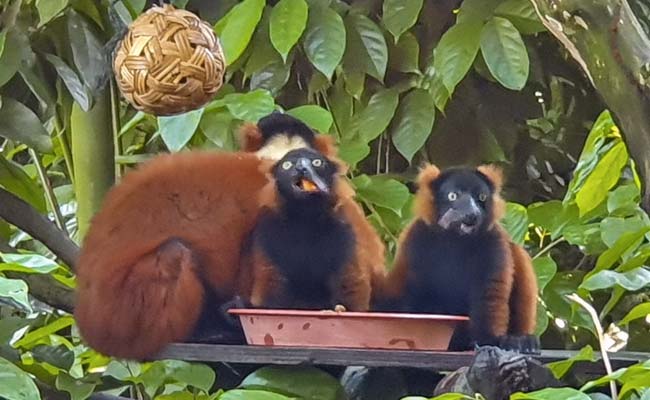 Singaporeans Get First Glimpses Of Rare Lemur Twins After Zoo Reopens