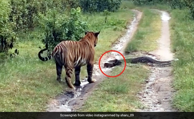घूम रहा था बाघ, तभी सामने आ गया अजगर फिर 'जंगल के राजा' ने दिखाई ऐसी चतुराई... देखें पूरा Video