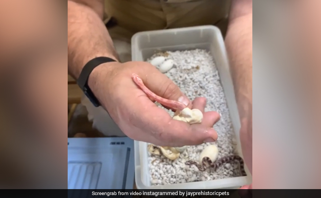 सांप का बच्चा अंडे से निकलकर हाथ पर लगा चढ़ने और फिर... देखें Video