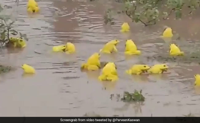 Viral Video Of Yellow Frogs In Madhya Pradesh Surprises Twitter
