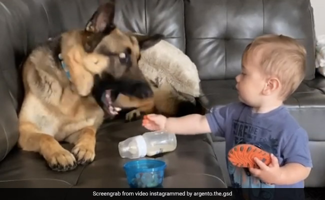 बच्चे ने कुत्ते को मजेदार तरीके से खिलाया खाना, हाथ हुए खराब तो किया कुछ ऐसा... देखें Viral Video