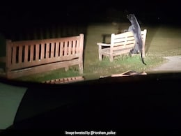 Cops Respond To Reports Of "Large Predator" In Park. It Turns Out To Be... Cops Respond To Reports Of "Large Predator" In Park. It Turns Out To Be...