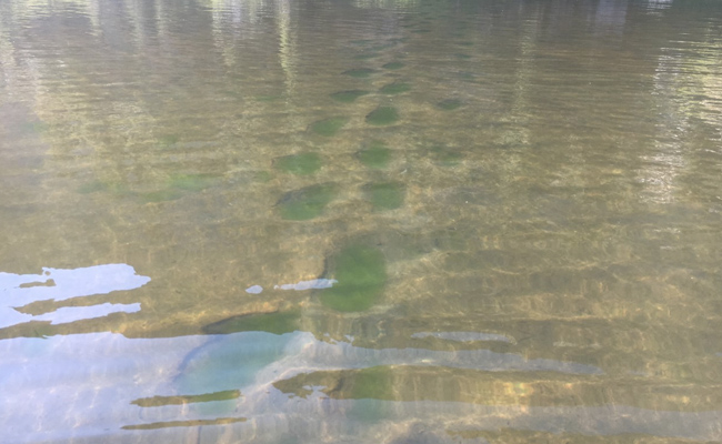 "Without Historical Precedent": Climate Change Turns Lakes Green In US