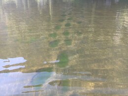 "Without Historical Precedent": Climate Change Turns Lakes Green In US "Without Historical Precedent": Climate Change Turns Lakes Green In US
