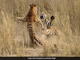 World Tiger Day 2020: देश में बाघों की संख्या बढ़कर 2967 हुई, 2006 से इतना हुआ इजाफा World Tiger Day 2020: देश में बाघों की संख्या बढ़कर 2967 हुई, 2006 से इतना हुआ इजाफा