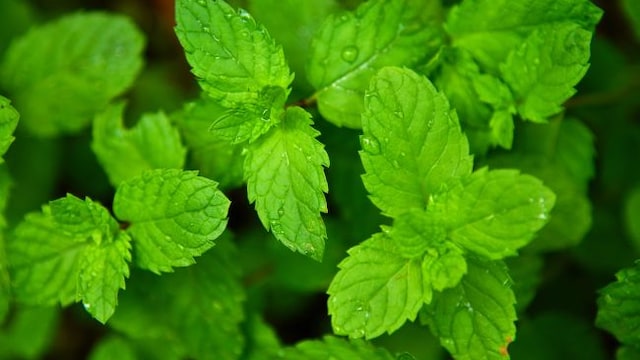 Pudina acts as an antispasmodic and decongestant, providing relief from cough and congestion