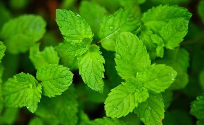 Pudina acts as an antispasmodic and decongestant, providing relief from cough and congestion