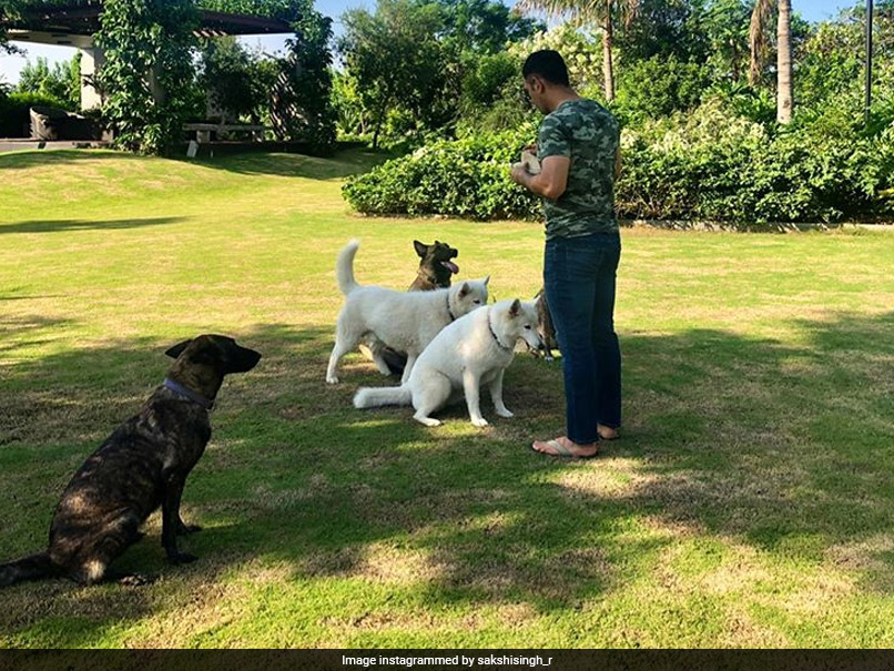 MS Dhoni Says No To Brand Endorsements Amid COVID-19, Keeps Busy With Organic Farming