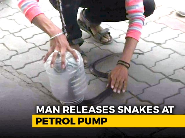 Caught On CCTV: Man Releases Snakes, Including Cobras, At Petrol Pump | NDTV Beeps