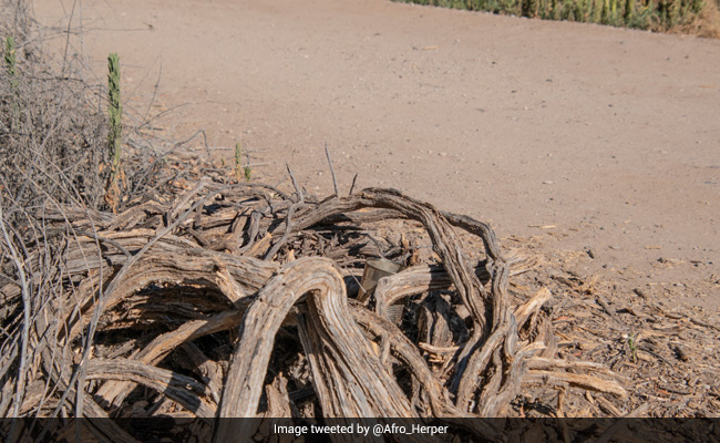 Hats Off If You Can Find The Lizard Hiding In Plain Sight In This Pic