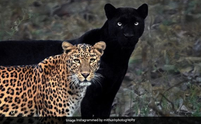 जंगल में एक साथ दिखे ब्लैक पैंथर और तेंदुआ, तस्वीर के लिए 6 दिन तक जंगल में बैठा रहा फोटोग्राफर