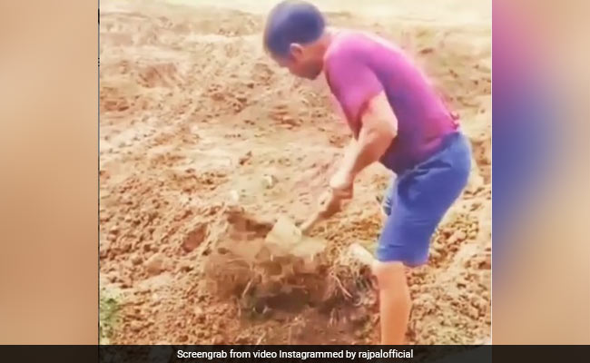 कॉमेडियन राजपाल यादव खेत में कुदाल चलाते दिखे, बोले- आई लव वर्क...देखें वायरल Video