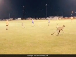 फुटबॉल मैच के बीच में अचानक से घुस गया कंगारुओं का झुंड और फिर... देखें Viral Video फुटबॉल मैच के बीच में अचानक से घुस गया कंगारुओं का झुंड और फिर... देखें Viral Video
